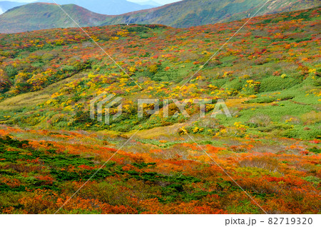 神の絨毯 日本一美しい山岳紅葉で知られる花の百名山、栗駒山(須川岳) 神の絨毯 日本一美しい山岳紅葉で知られる花の百名山、栗駒山(須川岳) 82719320