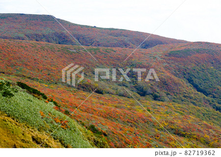 神の絨毯 日本一美しい山岳紅葉で知られる花の百名山、栗駒山(須川岳) 神の絨毯 日本一美しい山岳紅葉で知られる花の百名山、栗駒山(須川岳) 82719362