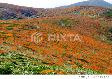 神の絨毯 日本一美しい山岳紅葉で知られる花の百名山、栗駒山(須川岳) 神の絨毯 日本一美しい山岳紅葉で知られる花の百名山、栗駒山(須川岳) 82719372