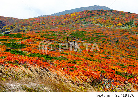 神の絨毯 日本一美しい山岳紅葉で知られる花の百名山、栗駒山(須川岳) 神の絨毯 日本一美しい山岳紅葉で知られる花の百名山、栗駒山(須川岳) 82719376