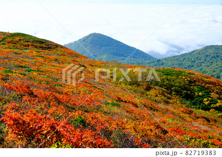 神の絨毯　日本一美しい山岳紅葉で知られる花の百名山、栗駒山（須川岳） 82719383