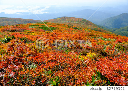 神の絨毯 日本一美しい山岳紅葉で知られる花の百名山、栗駒山(須川岳) 神の絨毯 日本一美しい山岳紅葉で知られる花の百名山、栗駒山(須川岳) 82719391