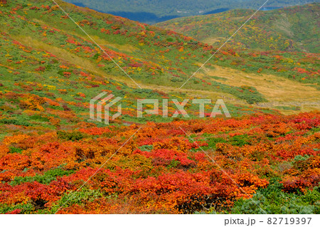 神の絨毯 日本一美しい山岳紅葉で知られる花の百名山、栗駒山(須川岳) 神の絨毯 日本一美しい山岳紅葉で知られる花の百名山、栗駒山(須川岳) 82719397