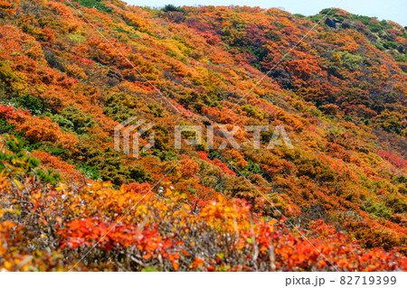 神の絨毯　日本一美しい山岳紅葉で知られる花の百名山、栗駒山（須川岳） 82719399