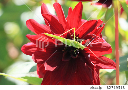 赤いダリアにとまるキリギリス 花と虫 の写真素材 赤いダリアにとまるキリギリス 花と虫 の写真素材