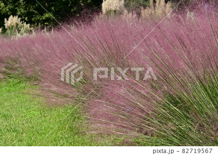 ミューレンベルギア（イネ科）の花 82719567