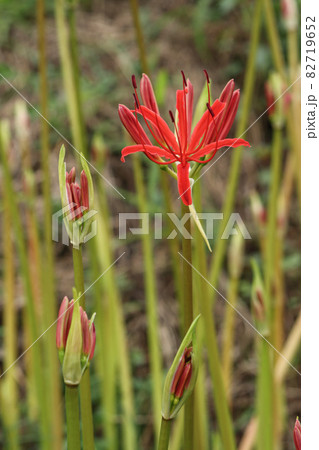 曼珠沙華 82719652