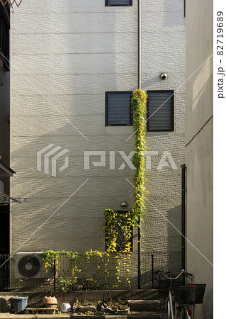 壁を這いあがるつる性の芋 82719689