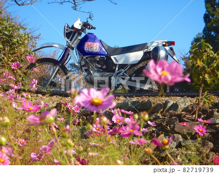 秋バイクで鷲ヶ峰コスモスパークへ。 82719739
