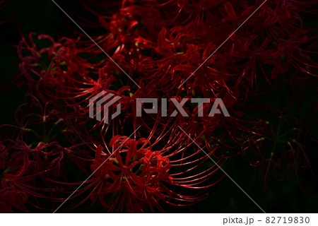 日陰に咲くヒガンバナ（彼岸花）の花 82719830