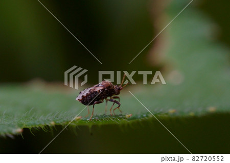 葉の上の小さい昆虫のマクロ撮影 82720552