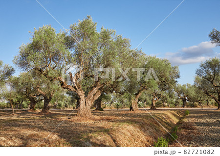 Olive grove on Zakynthos island in Greece 82721082