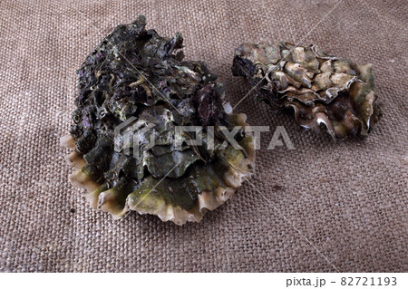 Oysters on bagging 82721193