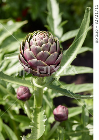 Purple artichoke growing in a field 82721711