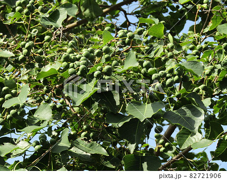 未だ未熟なナンキンハゼの緑色の実 未だ未熟なナンキンハゼの緑色の実 82721906