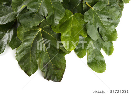 Fig leaves on white background 82722051