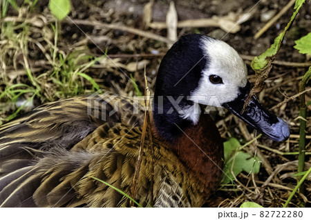 White-faced whistling or tree duck (Dendrocygna viduata) - Kenya 82722280
