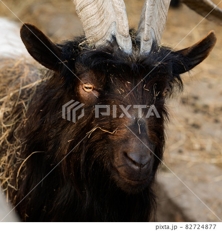 Welsh goat with large and sharp horns, a zoo with unusual animals. 82724877