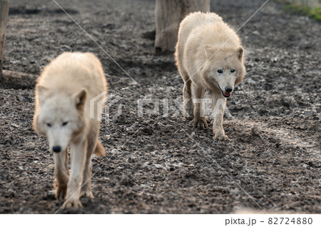 Animal life in a zoo, white and predatory wolves. 82724880