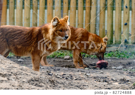 red wolf in the zoo, a beast of prey in a cage. 82724888