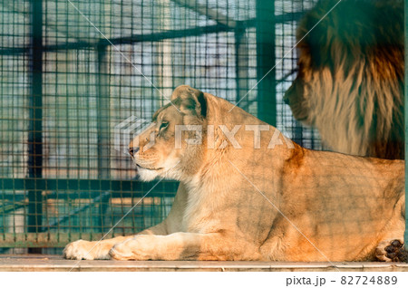King of beasts in a cage at the zoo, a free animal. 82724889