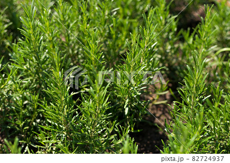 Fresh Rosemary Herb grow outdoor. Plant Ready to Cook, healthy food concept, top view. Organic farming. Home Gardening. Ingredients for dish Fresh Rosemary Herb grow outdoor. Plant Ready to Cook, healthy food concept, top view. Organic farming. Home Gardening. Ingredients for dish 82724937
