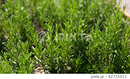 Fresh Rosemary Herb grow outdoor. Plant Ready to Cook, healthy food concept, top view. Organic farming. Home Gardening. Ingredients for dish Fresh Rosemary Herb grow outdoor. Plant Ready to Cook, healthy food concept, top view. Organic farming. Home Gardening. Ingredients for dish 82725011
