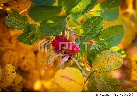 Red berries and colorful leaves of a wild rose Red berries and colorful leaves of a wild rose 82725054