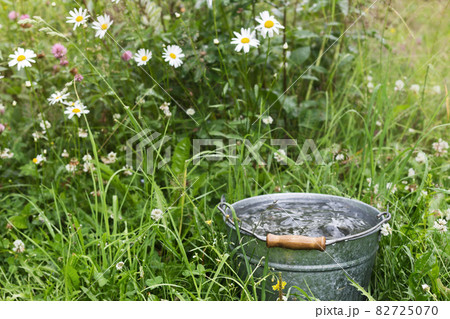 Bucket full of rain water in grass among wild flowers Bucket full of rain water in grass among wild flowers 82725070