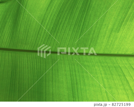 Exotic green tropical leaf texture Exotic green tropical leaf texture 82725199
