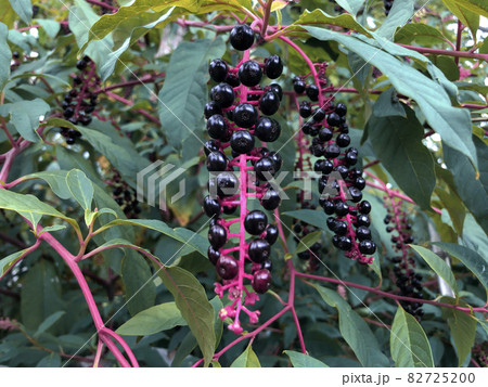 Pokeberry tropical plant with black berries Pokeberry tropical plant with black berries 82725200