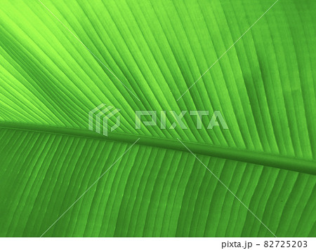 Exotic green tropical leaf texture Exotic green tropical leaf texture 82725203