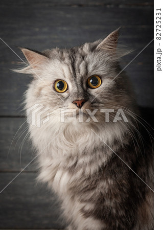 Grey scottish cat on wooden background. Dark mood. Grey scottish cat on wooden background. Dark mood. 82725231