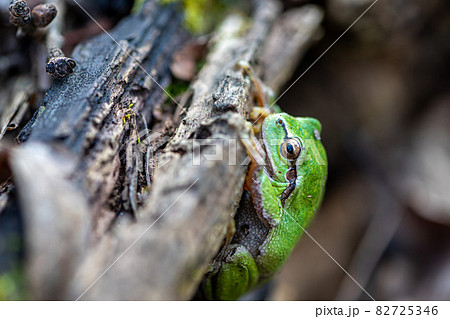 Close-up of a frog Close-up of a frog 82725346