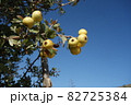 セイヨウサンザシの果実（黄色） 82725384