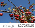 セイヨウサンザシの果実（赤） 82725385