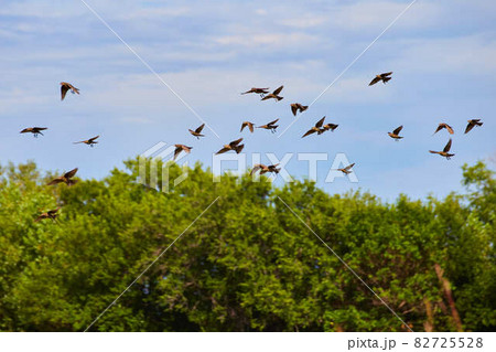 Small flock of tiny birds flying by forest 82725528