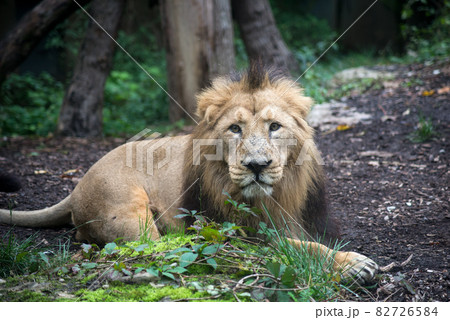 Portrait of male lion lying in a zoologic park Portrait of male lion lying in a zoologic park 82726584