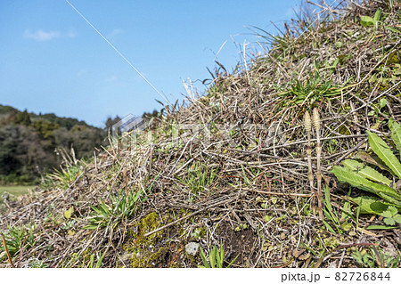 早春のつくしが元気よく(春色のイメージ) 早春のつくしが元気よく(春色のイメージ) 82726844