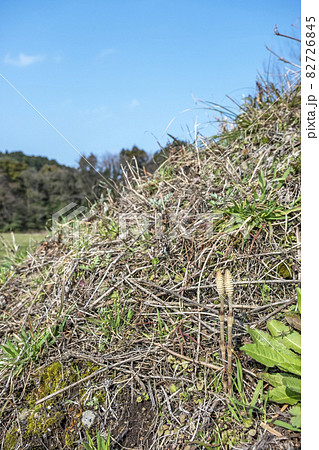 早春のつくしが元気よく(春色のイメージ) 早春のつくしが元気よく(春色のイメージ) 82726845