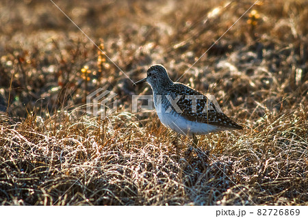 Wood sandpiper (Tringa glareola) Wood sandpiper (Tringa glareola) 82726869