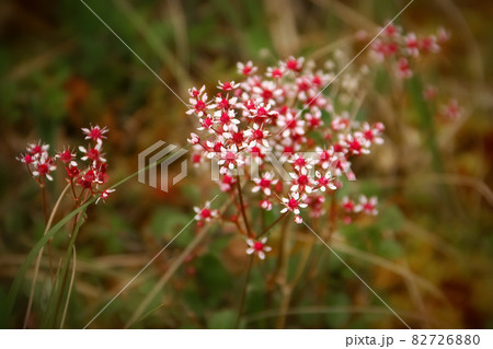 Beautiful pink saxifrage flowers (Saxifraga nudicaulis) 82726880