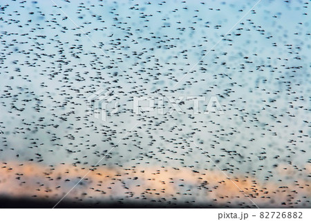 Swarm of mosquitoes 82726882