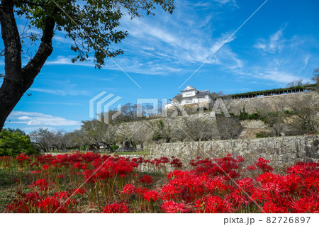 快晴のもとヒガンバナが咲き誇り見事な石垣の上には櫓がそびえている。「津山城跡・鶴山公園」 82726897