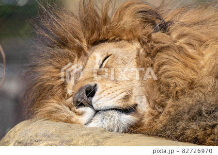 昼寝をしているライオン 82726970