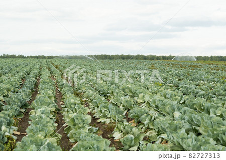 Long rows of growing green cabbages with cloudy sky above 82727313
