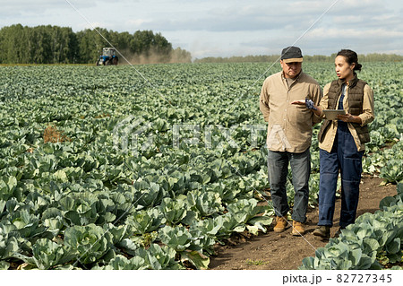 Two contemporary farmers discussing new methods of growing cabbage Two contemporary farmers discussing new methods of growing cabbage 82727345