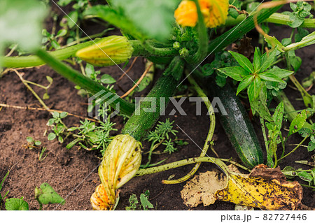 Zucchini baby fruit with flower and green leaves Zucchini baby fruit with flower and green leaves 82727446