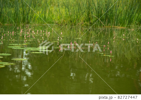 Lily leaves on the surface of the water in the river in summer Lily leaves on the surface of the water in the river in summer 82727447