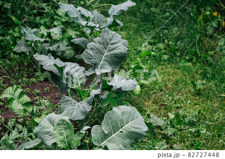 Cauliflower, head of cabbage in the garden Cauliflower, head of cabbage in the garden 82727448